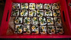 12. Концертное богослужение, посвящённое 108-й годовщине Эстонской Республики. Церковь Олевисте, 21 февраля 2026 г. Фото Урмас Роос