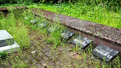 12. Виру-Нигула. Кладбище. Воинское захоронение № 11. Фото Александра Хмырова, 5 августа 2025 г.