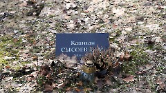 24 - Военное кладбище. Таллин. Фото - Александр Хмыров, 11 марта 2024 г.
