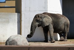 В зоопарке открылась выставка «Встречи в Эстонии»